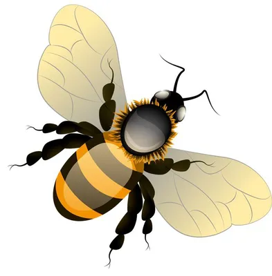 Пчела Насекомое Мультфильм - Бесплатное изображение на Pixabay - Pixabay