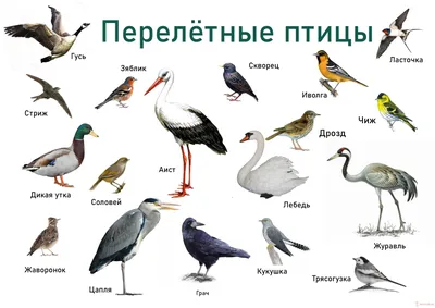 Картинки перелетных и зимующих птиц фото