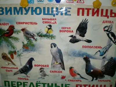 Картинки перелетные птицы для дошкольников - 65 фото