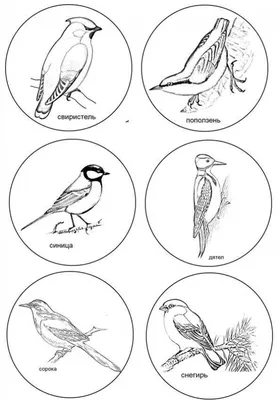 Перелетные птицы картинки для детского сада - 64 фото