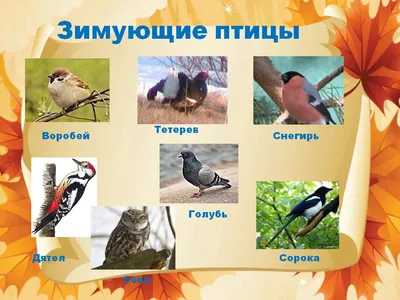 Calaméo - Конспект обобщающего занятия по экологии в старшей группе «Птицы  – перелетные и зимующие»