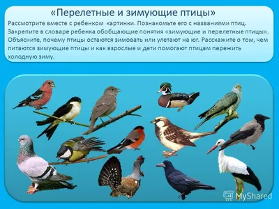 Перелетные птицы картинки для детского сада - 64 фото