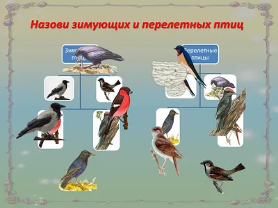 Презентация для дошкольников перелетные птицы осенью - YouTube