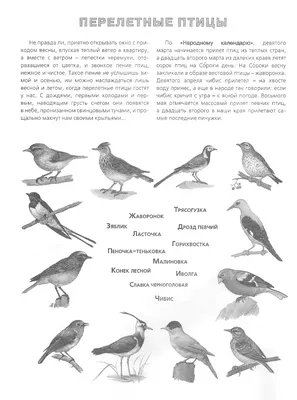 Зимующие птицы. Картинки, стихи и вопросы к мероприятию Зимующие птицы и  зимние кормушки.
