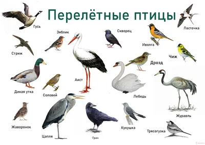 Картинки перелетных птиц для дошкольников фото