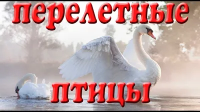 Перелетные птицы Обучающее видео для детей - YouTube