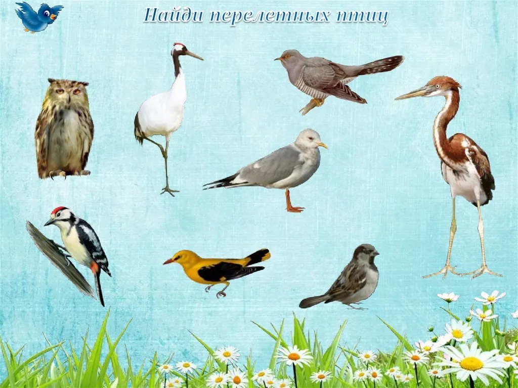 Найди перелетных птиц. Перелетные птицы. Перелетные птицы для дошкольников. Изображение перелетных птиц для детей. Птицы для детей подготовительной группы.