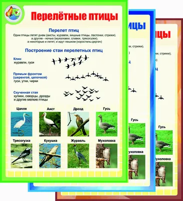 Картинки перелетные птицы скачать для детей