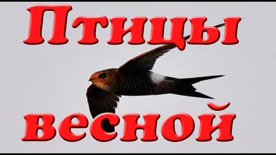 Видеоурок «Перелётные птицы» - YouTube