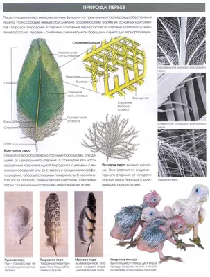 Текстура пера птицы - 25 фото