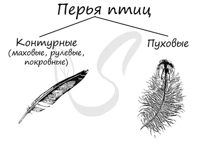 Набор Рисованной Перьев Птиц На Белом Фоне. Boho Украшение Аллегория Черное  Перо Птицы Знак. Абстрактные Украшения Графический Рисунок Стрелка Символ  Линейный Элемент. Фотография, картинки, изображения и сток-фотография без  роялти. Image 70336219