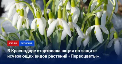 Экстракт цветков первоцвета: что это такое, и для чего организму нужно?