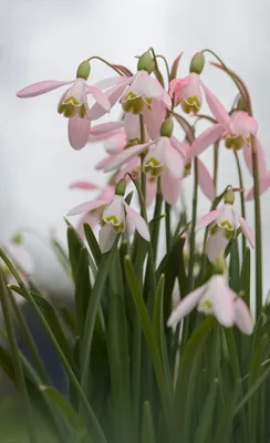 Весенние первоцветы: фото с названиями  http://happymodern.ru/vesennie-pervocvety-foto-s-nazvaniyami/ Редкие  розовые подснеж… | Цветоводство, Розовый сад, Первоцветы