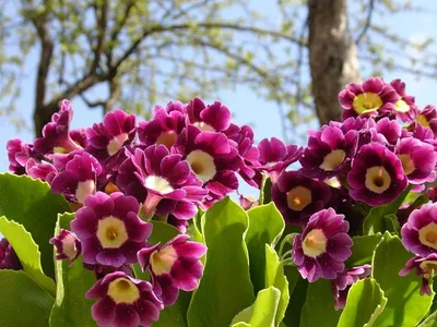 Весенние цветы Сибири - фото и названия первоцветов
