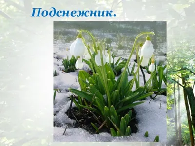 Первоцветы Сибири: история, польза, фото с моего участка | уДачный проект |  Дзен