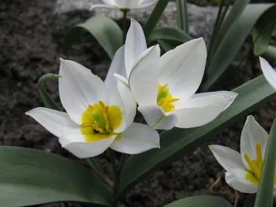Первоцвет обыкновенный (Primula vulgaris). Фото на сайте \"Грибы: информация  и фотографии\"