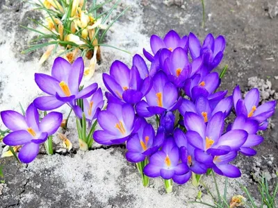 Весенние цветы Сибири - фото и названия первоцветов - Itonga.ru