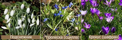 Первоцветы: фото с названием и описанием - Моя дача - информационный сайт  для дачников, садоводов и огородников