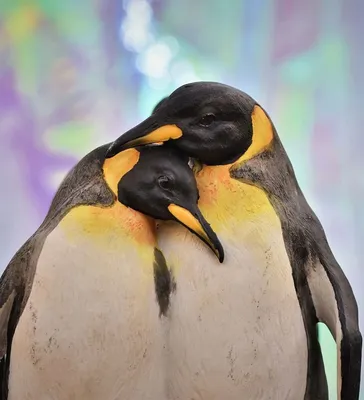 Фото овдовевших пингвинов, утешающих друг друга, выиграло международную  премию - 23.12.2020, Sputnik Казахстан