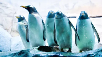Популяция пингвинов в Антарктике сократилась вдвое за последние 50 лет -  Российская газета