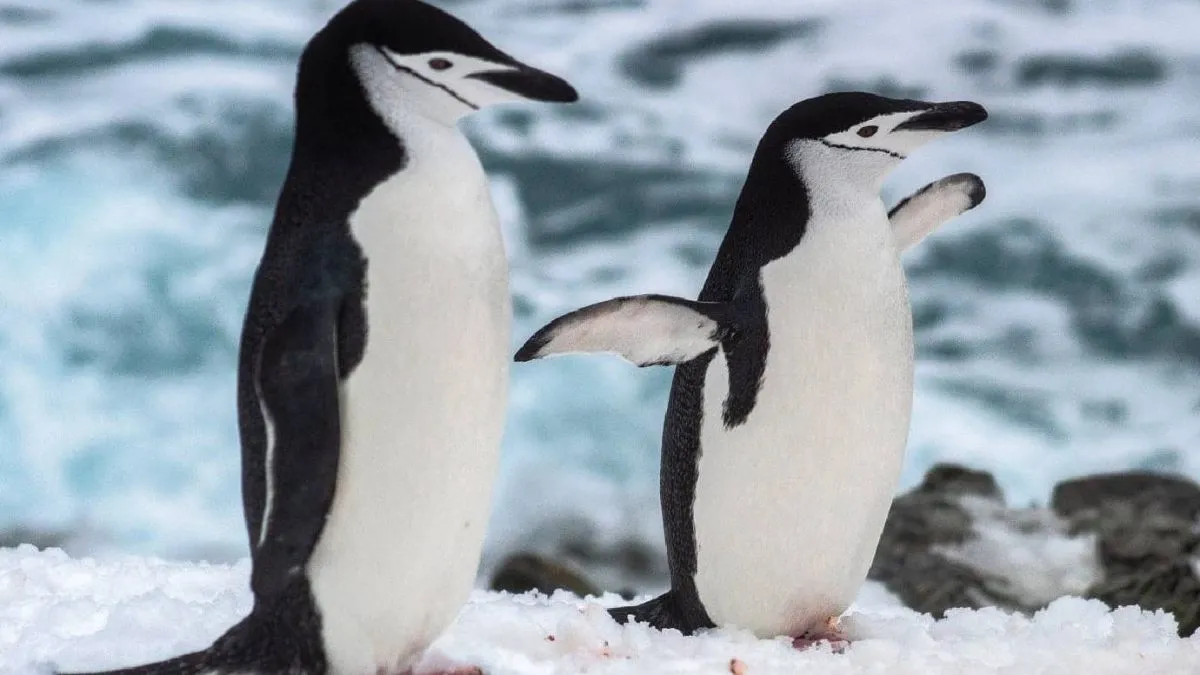 Какой тип развития характерен для субантарктического пингвина. Субантарктический Пингвин. Картинки появление пингвиненка.