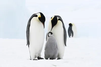пингвин стоковое фото. изображение насчитывающей померанцово - 224162414