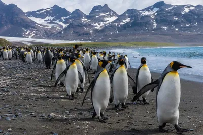 Пингвины на милых фото полярников с Академика Вернадского | РБК Украина
