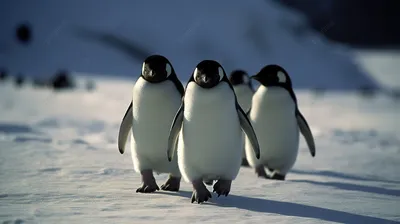 25 апреля всемирный день пингвинов | Пикабу