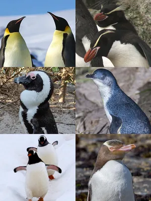 Почему пингвинов назвали пингвинами, и какое еще название пытались дать  этим черно-белым птицам?