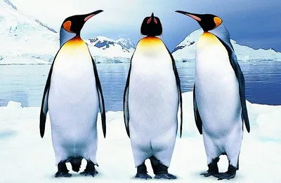 Сравнение полных геномов всех видов пингвинов помогло уточнить их  происхождение