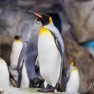 группа пингвинов идет по снегу, картинка пингвина фон картинки и Фото для  бесплатной загрузки