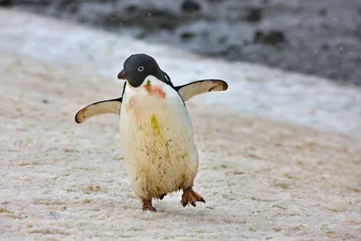 Пингвиновые — Википедия