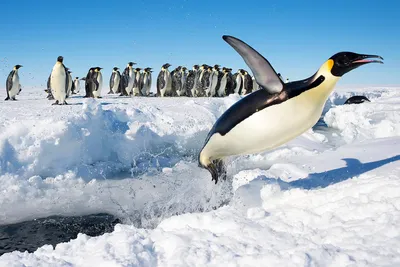 Императорские пингвины оказались под угрозой исчезновения: Наука: Наука и  техника: Lenta.ru