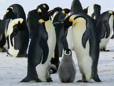Картинка три пингвина - 60 фото