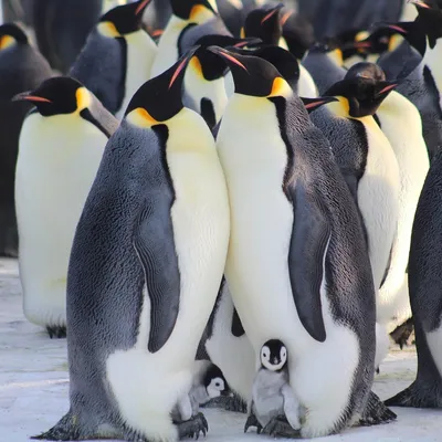 Из-за раскола льда в Антарктиде погибли тысячи пингвинов - новости Израиля  и мира