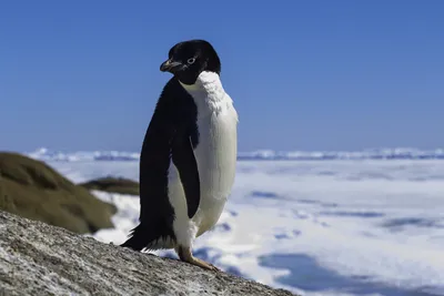 Группа пингвинов на льду · Бесплатные стоковые фото