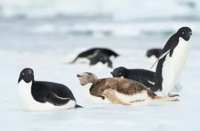 Королевский пингвин картинка - 63 фото