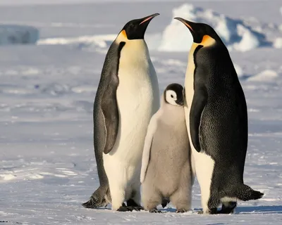 Пингвин-блондин. В Антарктиде замечен редкий представитель нелетающих птиц  (фото)