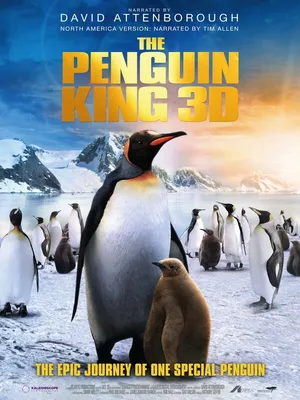 Почему у пингвина ноги холодные? | Живая природа, окружающая среда,  экологические новости – Densegodnya.ru