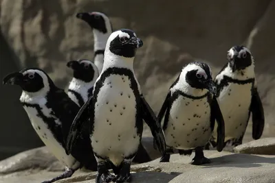 пингвины стоковое фото. изображение насчитывающей природа - 13821132