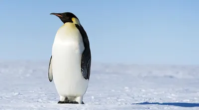В Антарктике из-за раскола ледника погибли 10 000 пингвинов