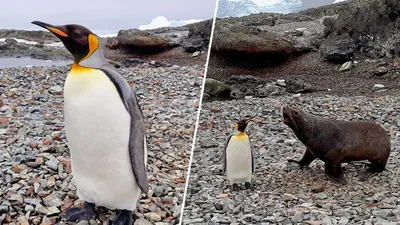 Императорский пингвин — Википедия
