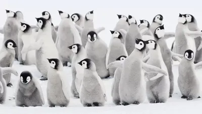 Король пингвинов, 2012 — описание, интересные факты — Кинопоиск