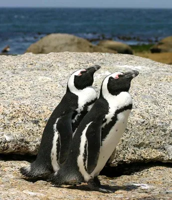 Стало известно, как пингвины различают друг друга - Газета.Ru | Новости