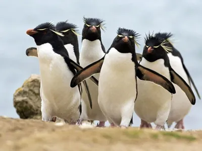 Встреча короля пингвинов на песчаном пляже Стоковое Изображение -  изображение насчитывающей королевство, песочно: 51121873