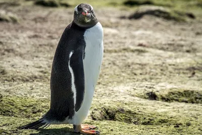 Очковый пингвин — Википедия