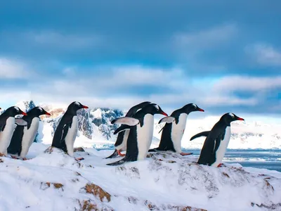 группа милых пингвинов в зоопарке Фото Фон И картинка для бесплатной  загрузки - Pngtree
