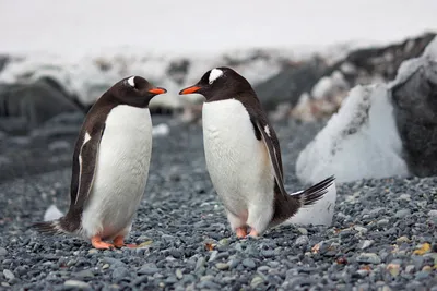 Пингвины в пробке