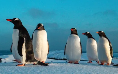 Фото и видеорепотаж «Пингвины в Лоро-Парке» к международному Дню пингвинов  (1 фото). Воспитателям детских садов, школьным учителям и педагогам -  Маам.ру