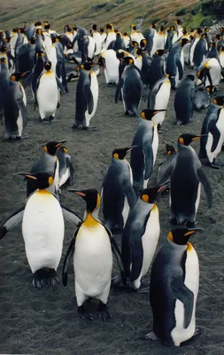 Коллекция фигур Пингвины купить недорого, цены от производителя 57 715 руб.
